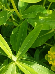 Euphorbia palustris