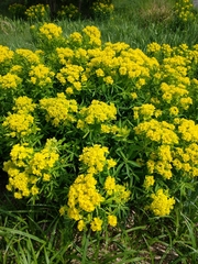 Euphorbia palustris