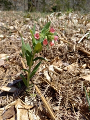 Pulmonaria rubra
