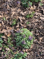 Corydalis solida