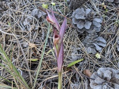 Serapias orientalis orientalis