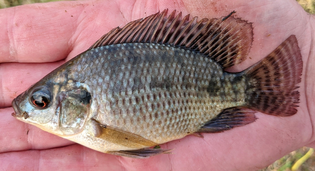 Mozambique Tilapia from Big Cypress, FL, USA on April 23, 2022 at 07:49 ...