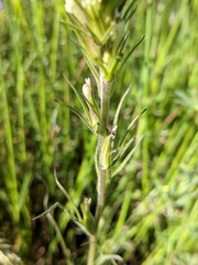 Castilleja attenuata