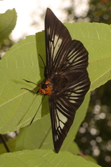 Capila translucida