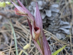 Serapias orientalis orientalis