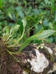 Stelis dussii