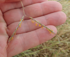 Hyparrhenia hirta