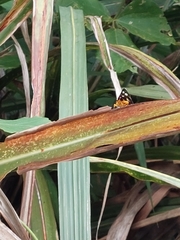 Mimeusemia vilemani