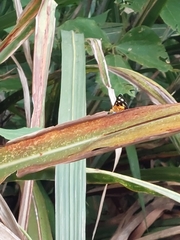 Mimeusemia vilemani