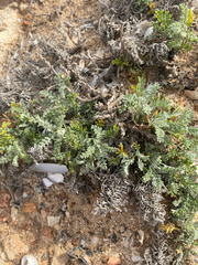 Artemisia caerulescens gallica