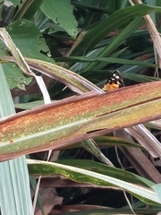 Mimeusemia vilemani