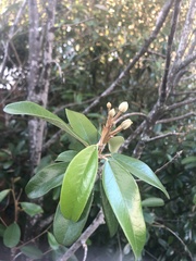 Capparis cynophallophora