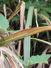 Mimeusemia vilemani