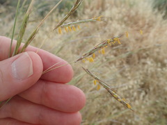 Hyparrhenia hirta