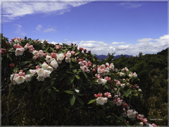 Rhododendron hyperythrum