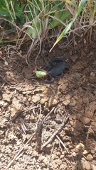Hottentotta judaicus