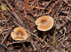 Entoloma brevispermum