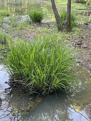 Carex prasina
