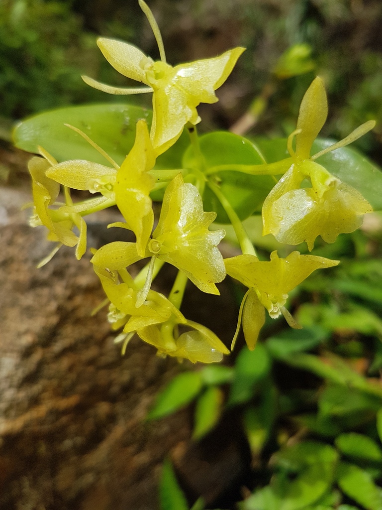 differently-formed epidendrum