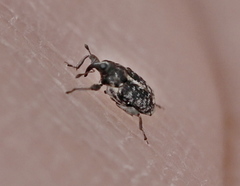 Poecilma capucinus