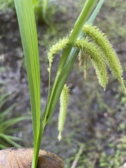Carex prasina