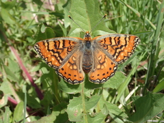 Euphydryas desfontainii