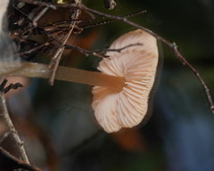 Entoloma brevispermum