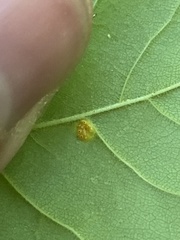 Puccinia sparganioidis