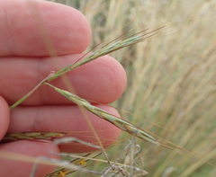 Hyparrhenia hirta