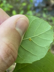 Puccinia sparganioidis
