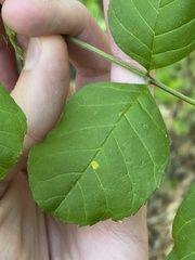 Puccinia sparganioidis
