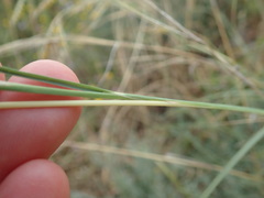 Hyparrhenia hirta
