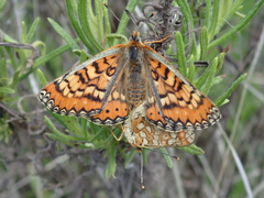 Euphydryas desfontainii