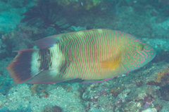 Cheilinus trilobatus