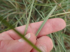 Hyparrhenia hirta