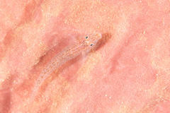 Pleurosicya labiata