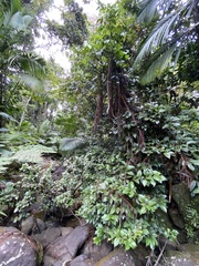 Coccoloba pyrifolia