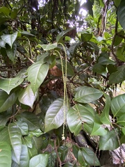 Coccoloba pyrifolia