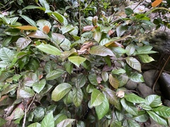 Coccoloba pyrifolia
