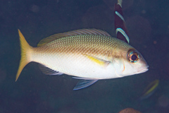 Scolopsis affinis