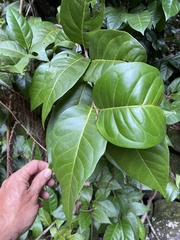 Coccoloba pyrifolia