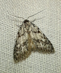 Nola cicatricalis