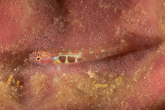 Eviota pictifacies