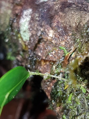 Lepanthes dussii