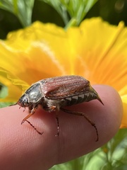 Melolontha melolontha