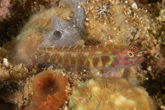 Eviota pictifacies