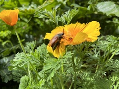 Melolontha melolontha