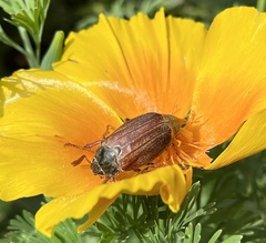 Melolontha melolontha