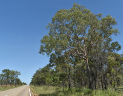 Corymbia ellipsoidea