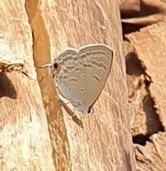 Catochrysops